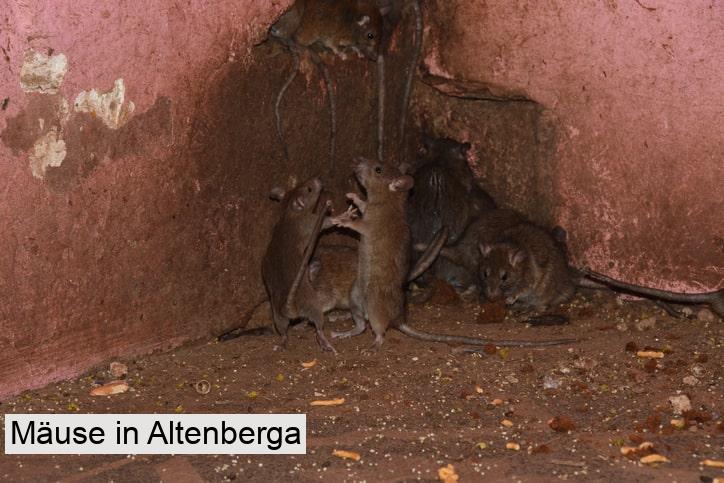 Mäuse in Altenberga